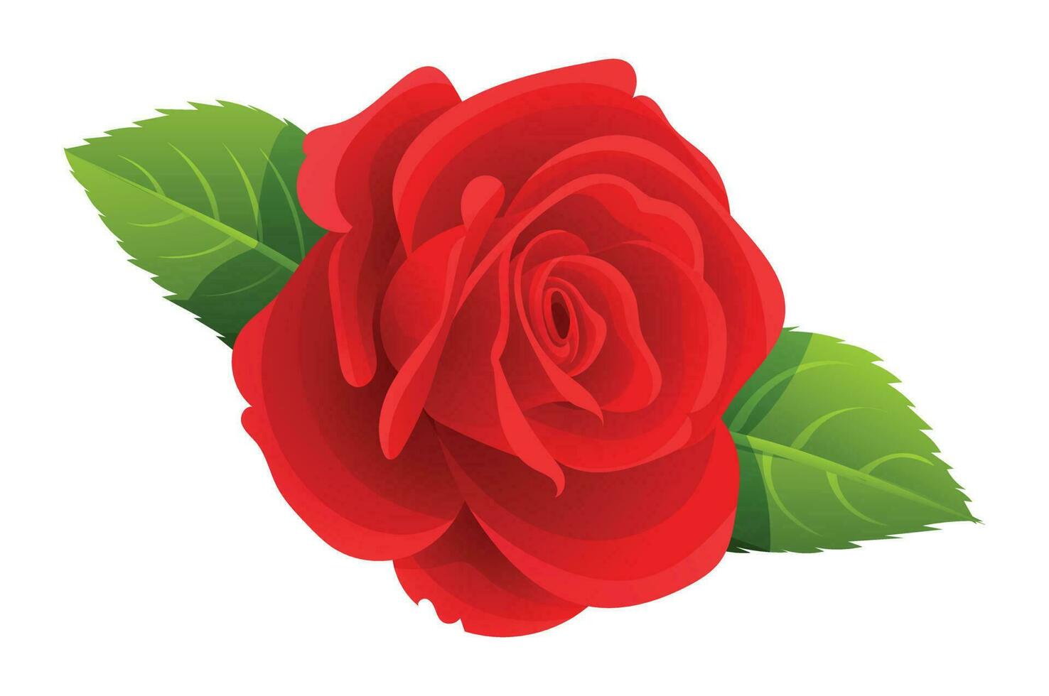 Beautiful red rose vector illustration isolated on white background
