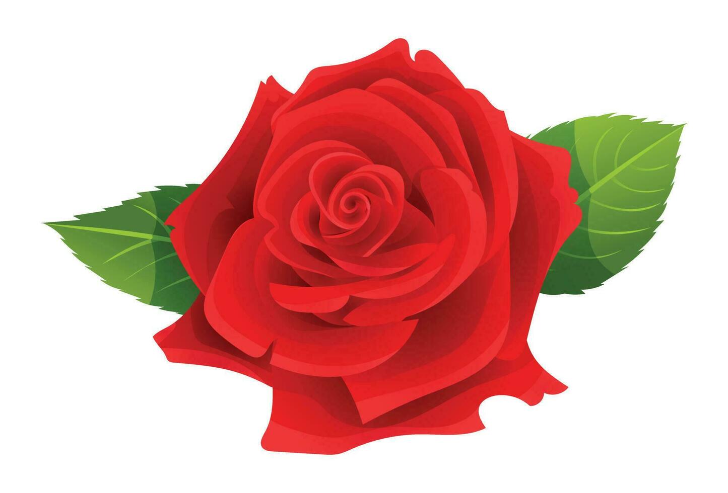 Beautiful red rose vector illustration