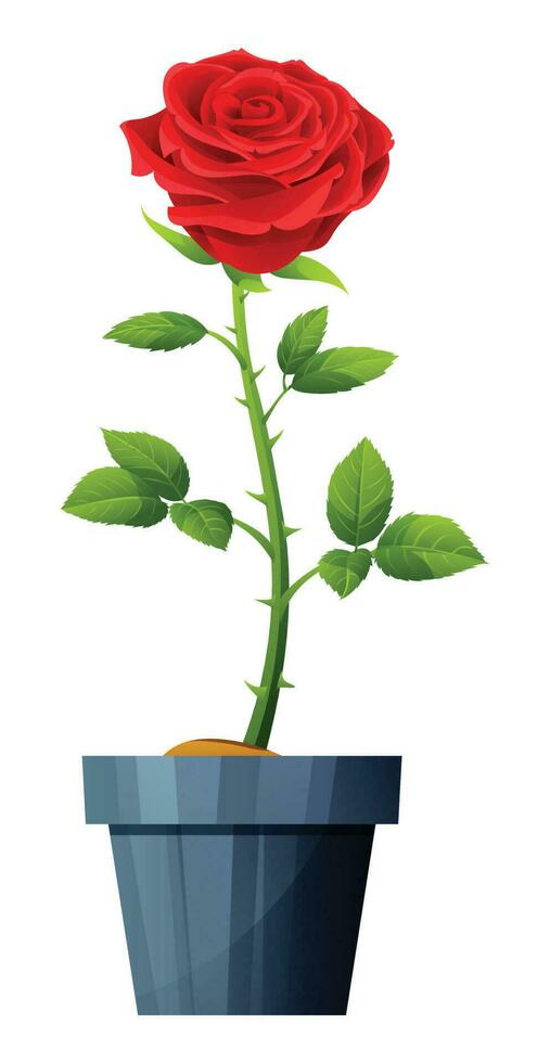 Beautiful red rose in pot vector illustration isolated on white