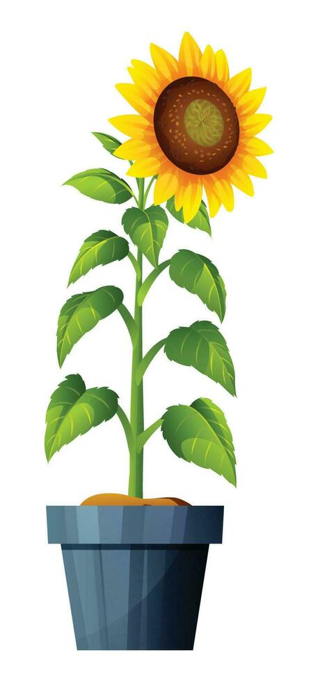 Sunflower in pot vector illustration isolated on white