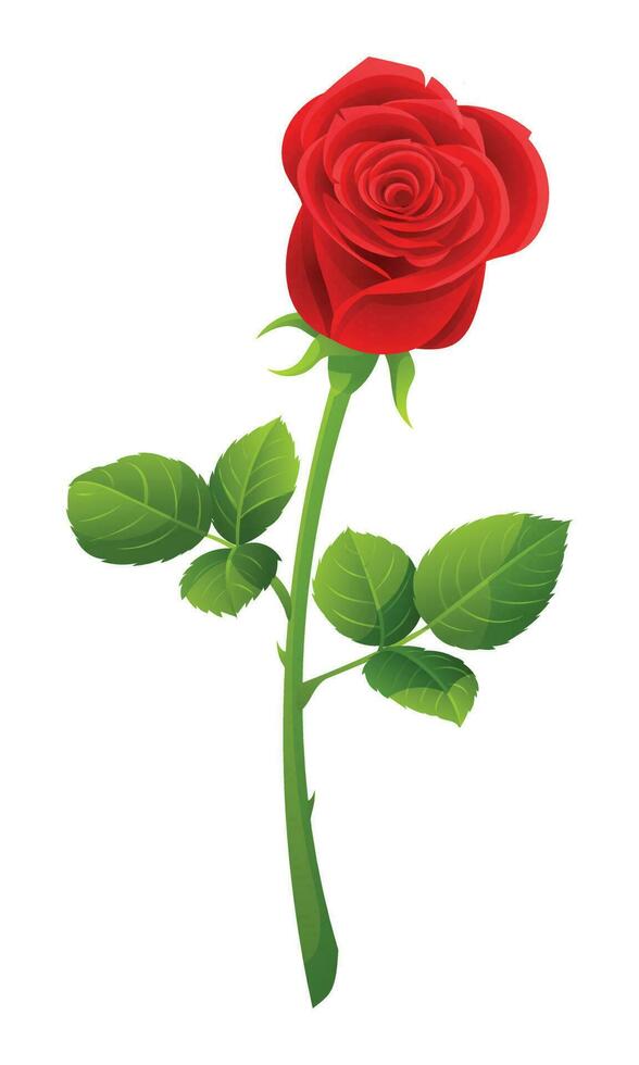 A red rose vector illustration isolated on white