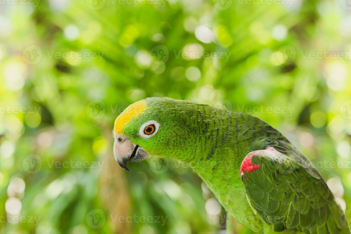 Green color ara macaw parrot in nature background. photo