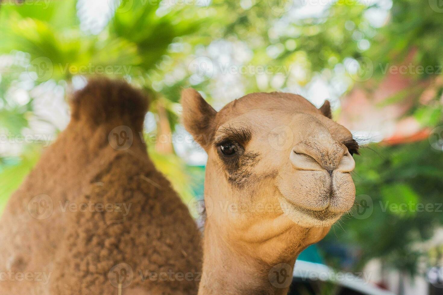 Close up a camel face looking at the camera. photo