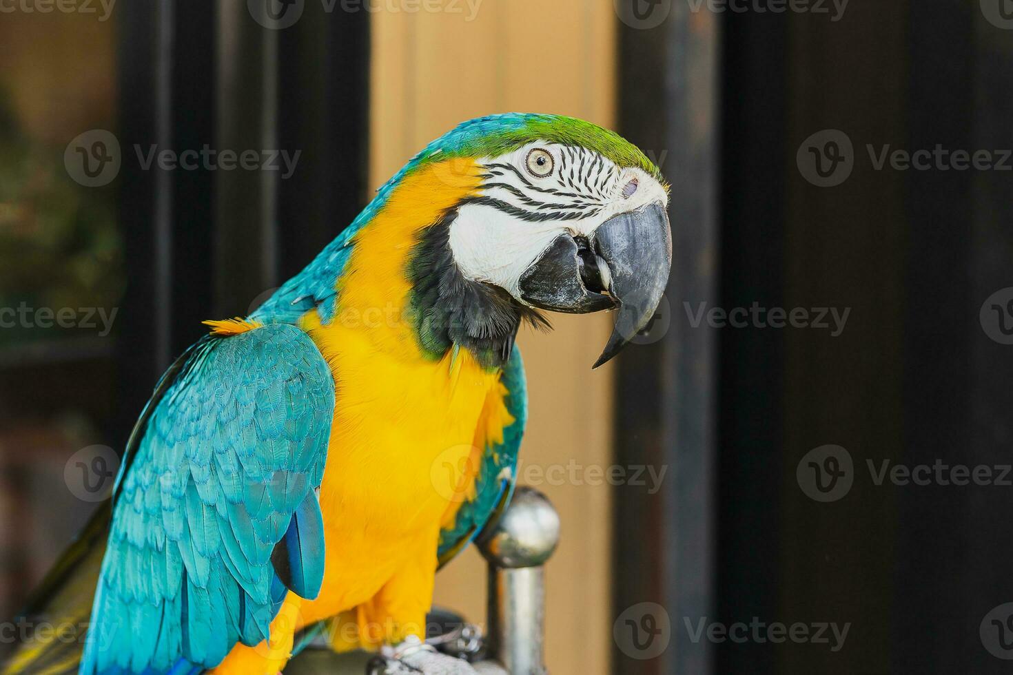 sur americano guacamayo ara loro sentado al aire libre cerca arriba. foto