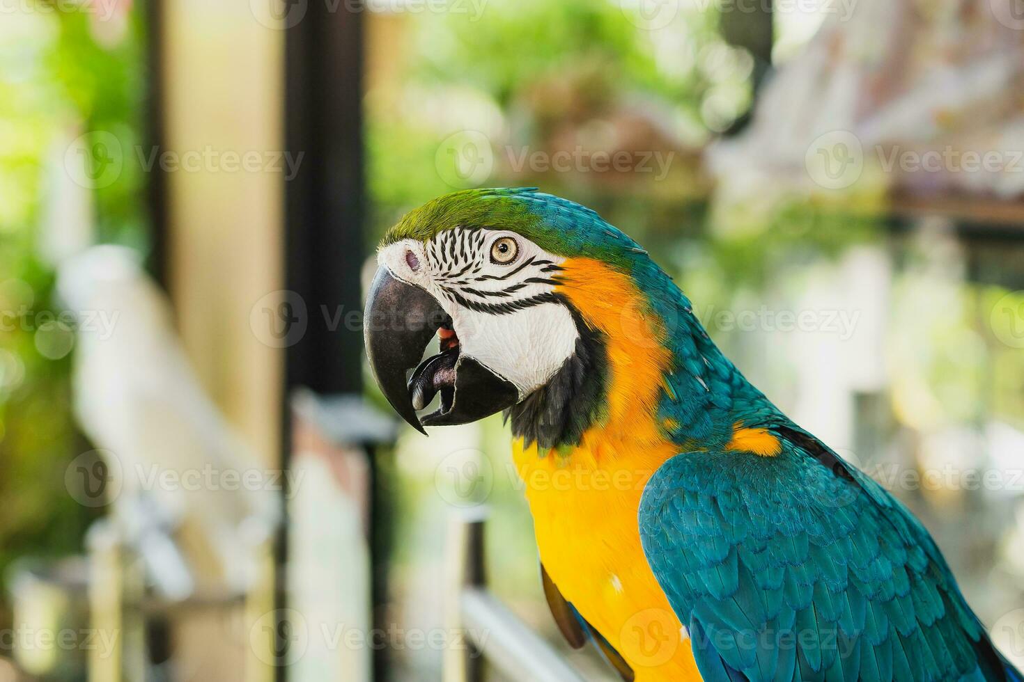 South American macaw ara parrot sitting outdoor close up. photo