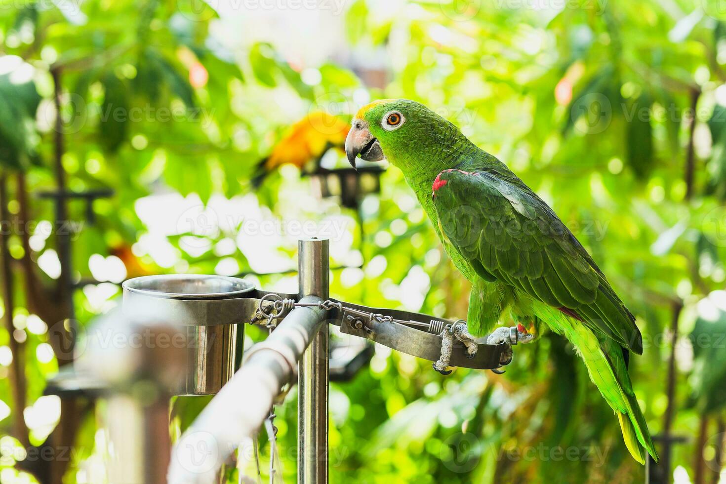 Green color ara macaw parrot bird in the zoo. photo