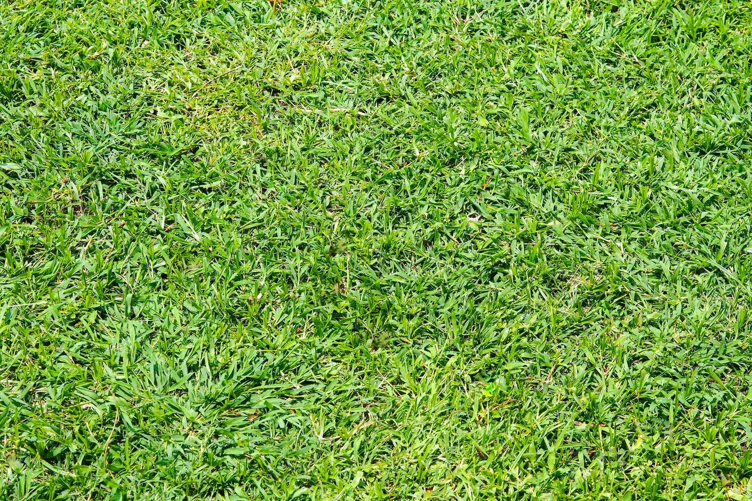 Green grass floor texture background. photo