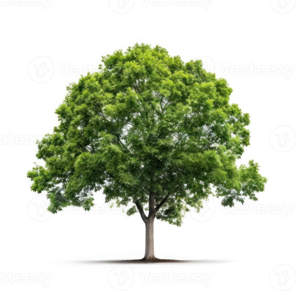 Big tree isolate on white background. photo