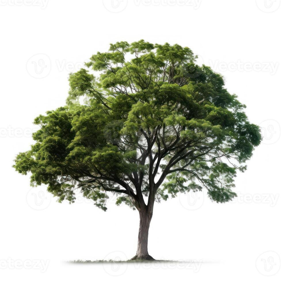 grande árbol aislar en blanco antecedentes. ai generado foto