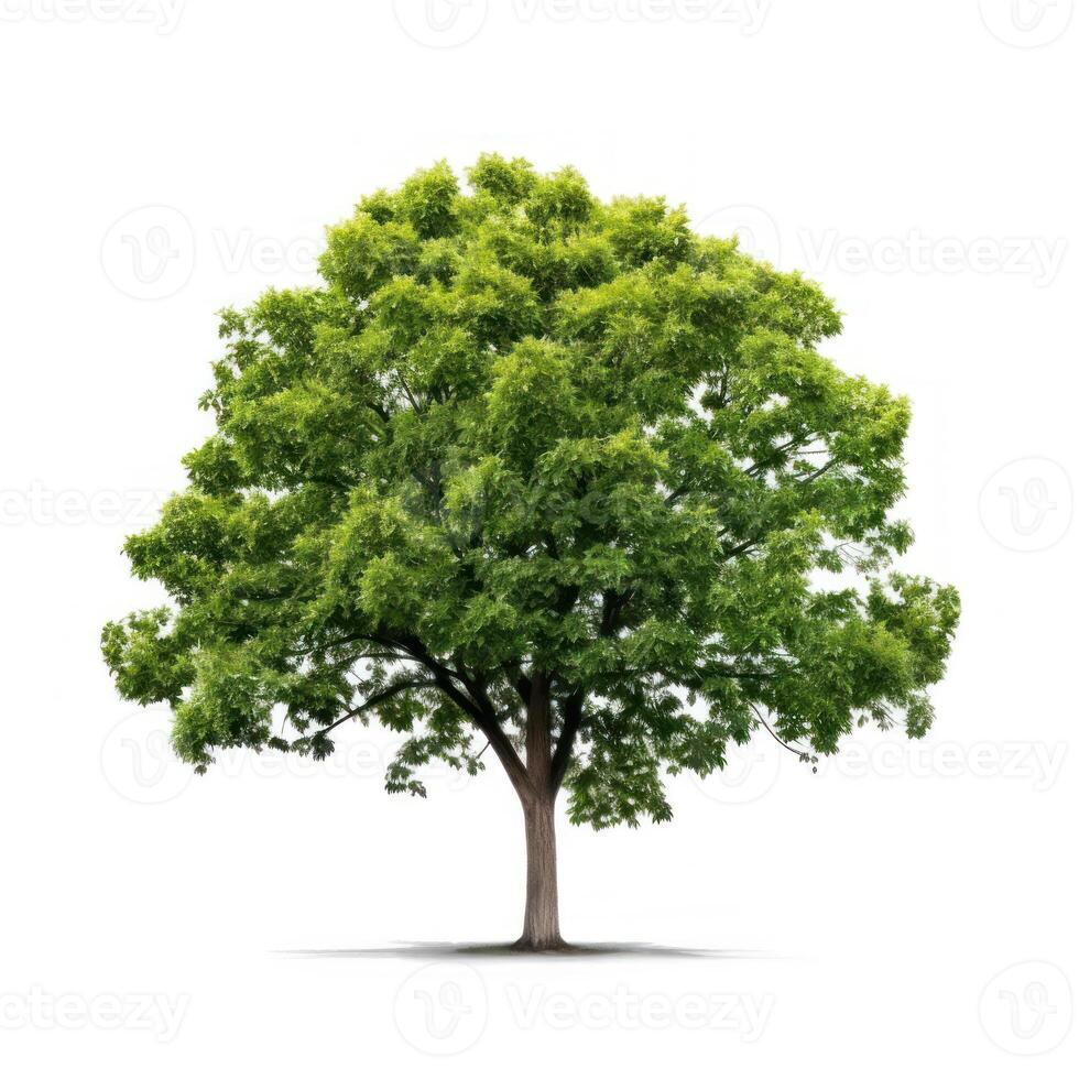 Big tree isolate on white background. photo