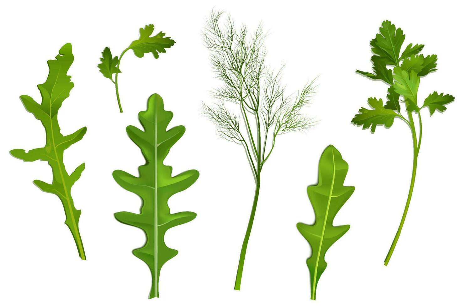 Spice leaves, parsley, dill and arugula vector
