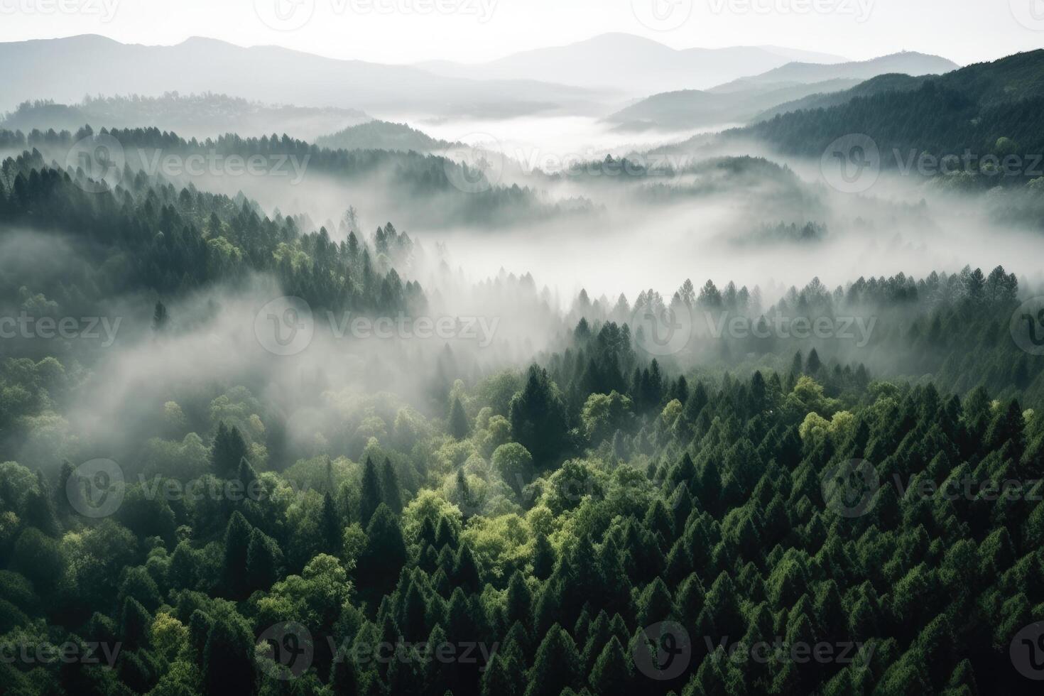 Aerial view of foggy forest, photo