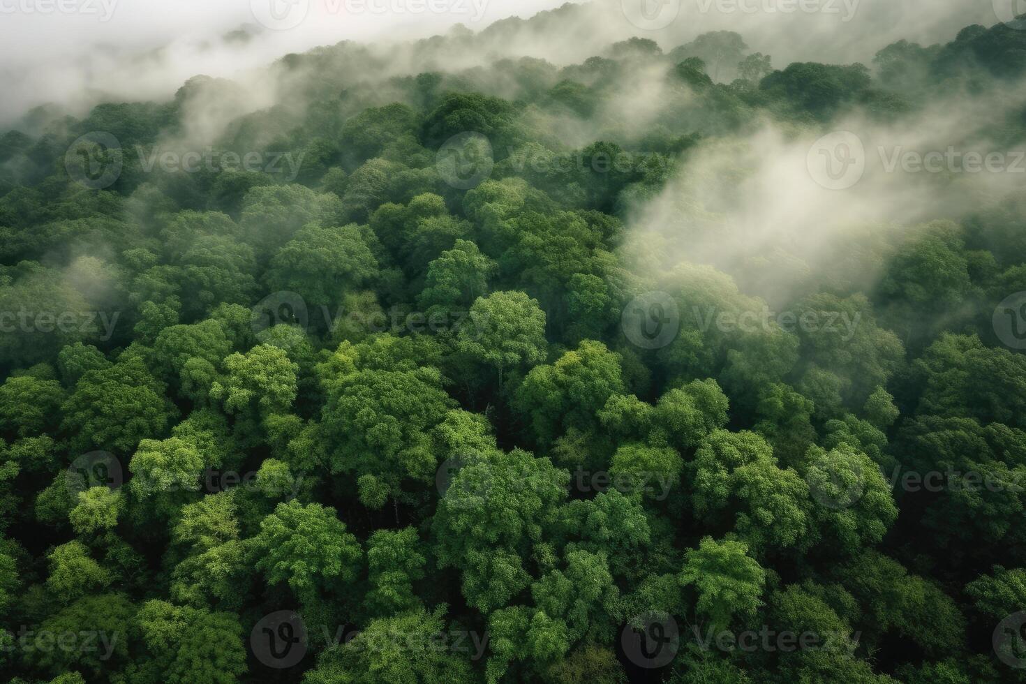 Aerial view of foggy forest, photo