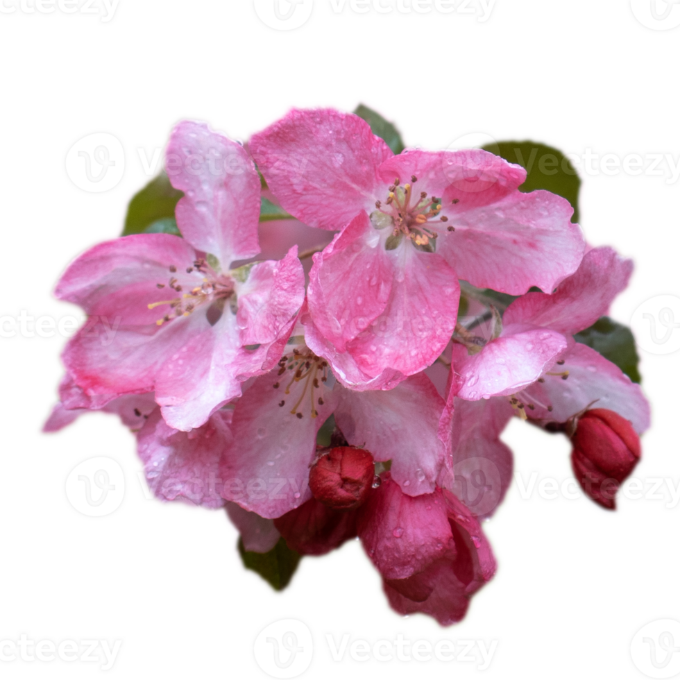 Close up apple spring flower with rain drops concept photo. png