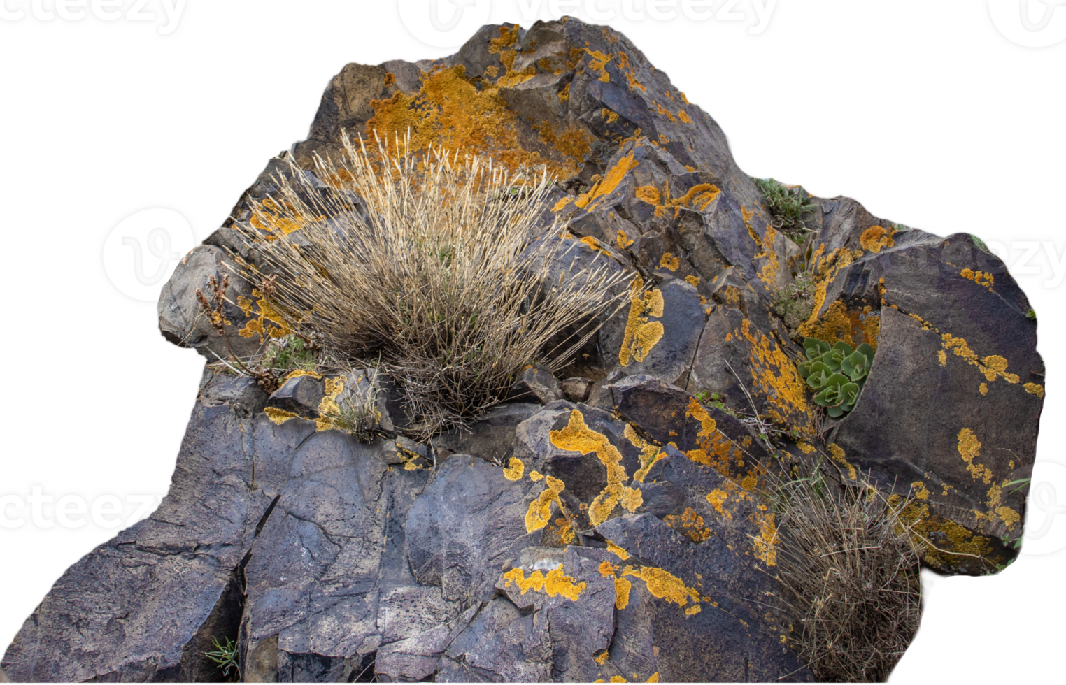Bunch of dry grass on the rocks concept photo. Plant surrounded by rocks in mountains. png