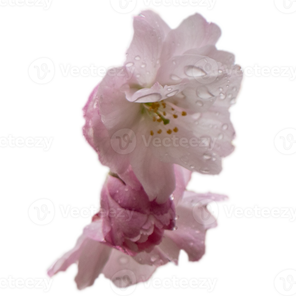 Close up pink sakura flower with rain drops concept photo. png