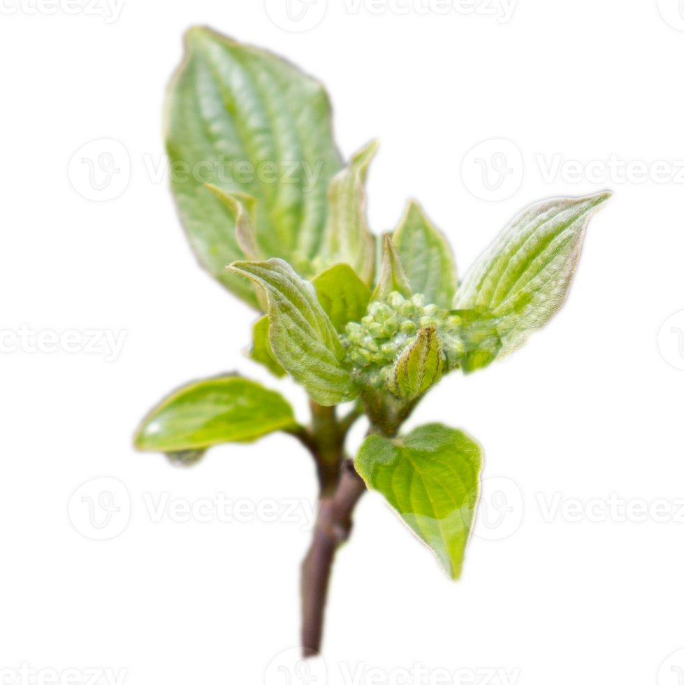 Close up twig with young leaves and rain drops concept photo. Young branches, stems in springtime. png