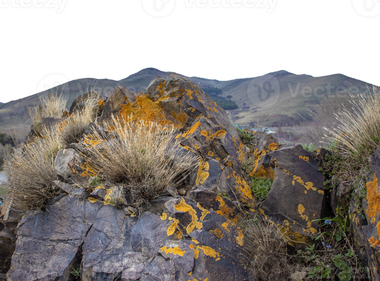 manojo de seco césped en el rocas concepto foto. planta rodeado por rocas en montañas. png
