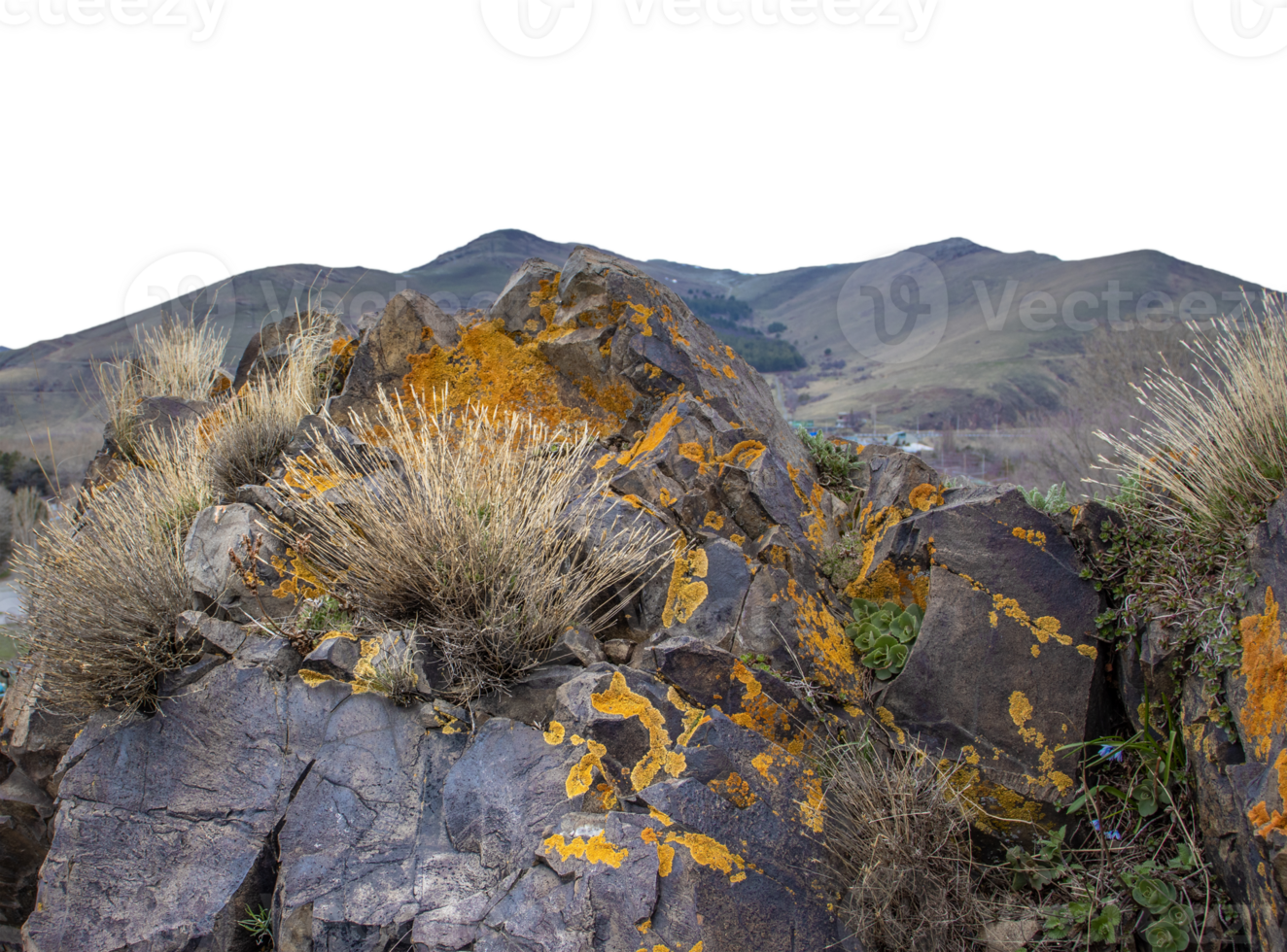 Bunch of dry grass on the rocks concept photo. Plant surrounded by rocks in mountains. png