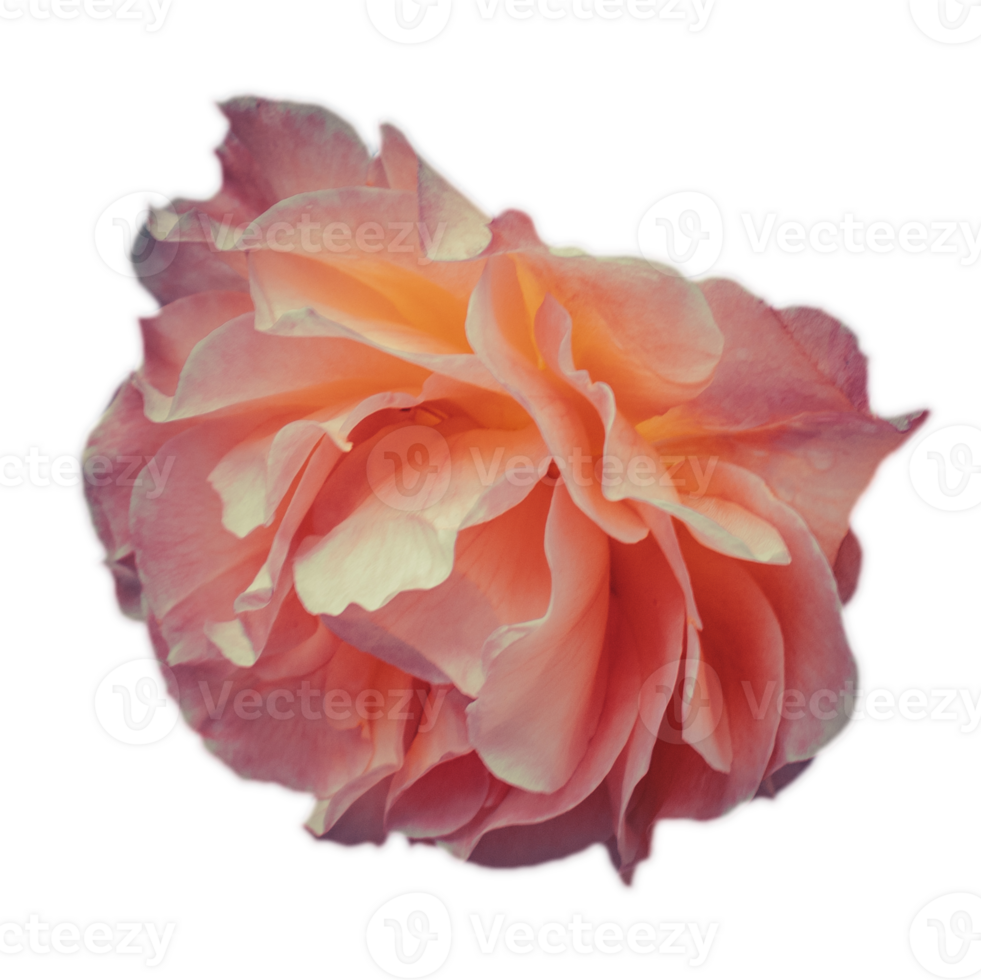 Close up rose flower under rain isolated PNG photo with transparent background.