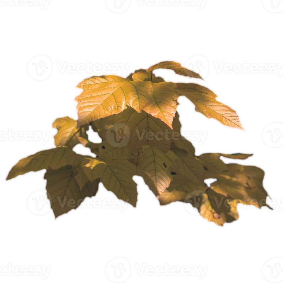 Close up tree branch with sunlight, autumn photo. png