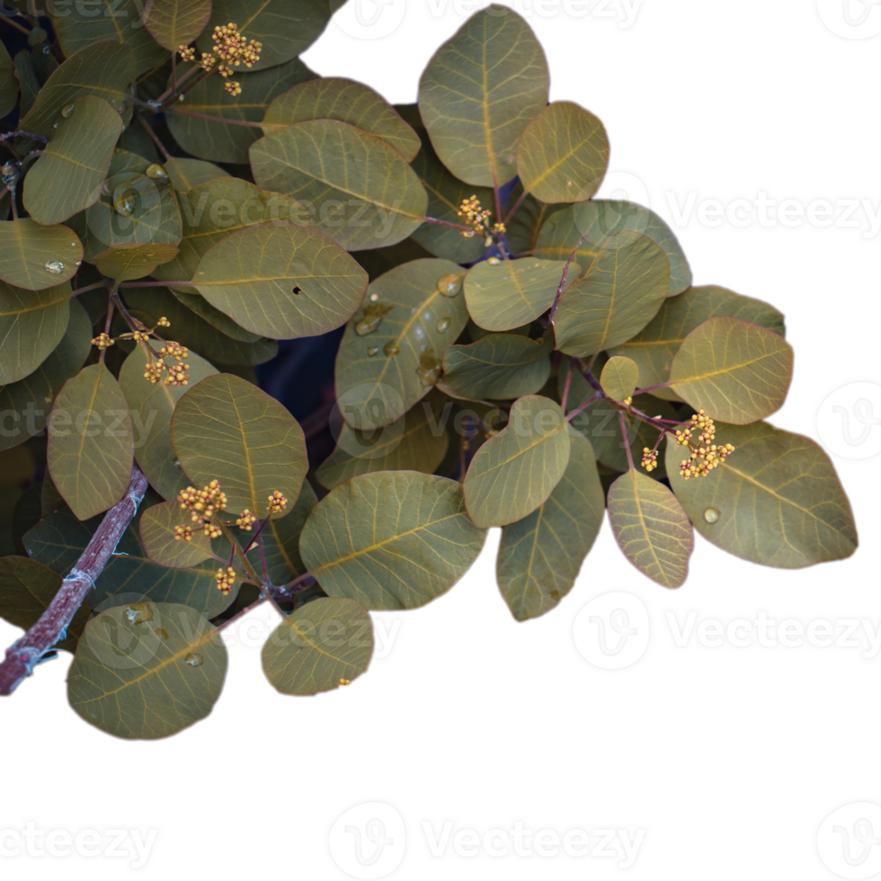 Close up spring twigs in rain weather concept photo. png