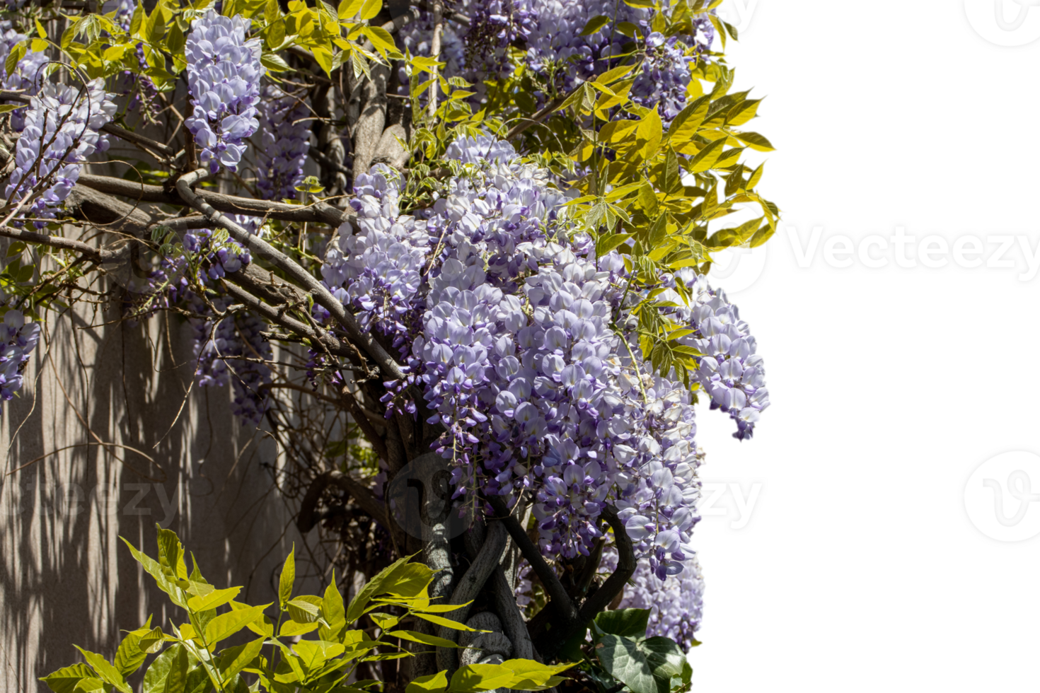 Flowering Wisteria plant on house wall concept photo. Countryside at spring season. png