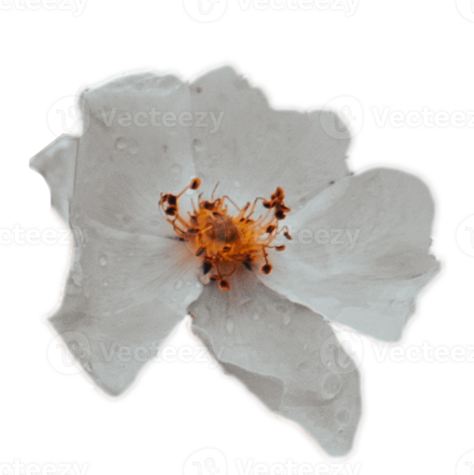 Wild blossom dog rose flower under rain isolated PNG photo with transparent background.