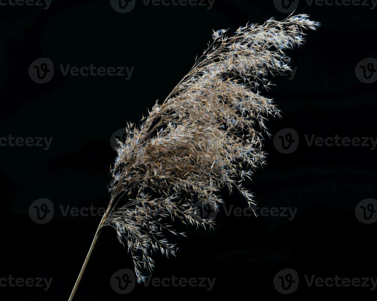 A sprig of dried shaggy beige grass on a black background. Subject shot. High quality photo