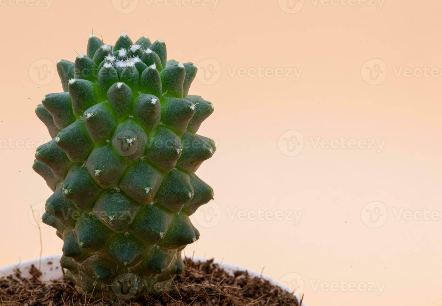 Green cactus in a pot of earth on a peach background. White flecks on the cactus. Macro photography. Photo in high quality.