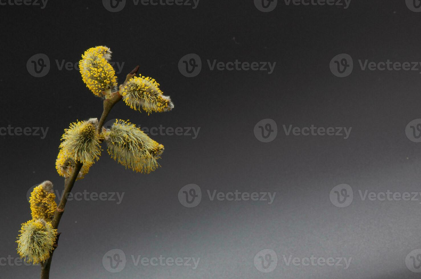 Sprig of young willow with yellow pollen on fluffy soft flowers on a black background. Subject photo. Photo of high quality. Horizontal.