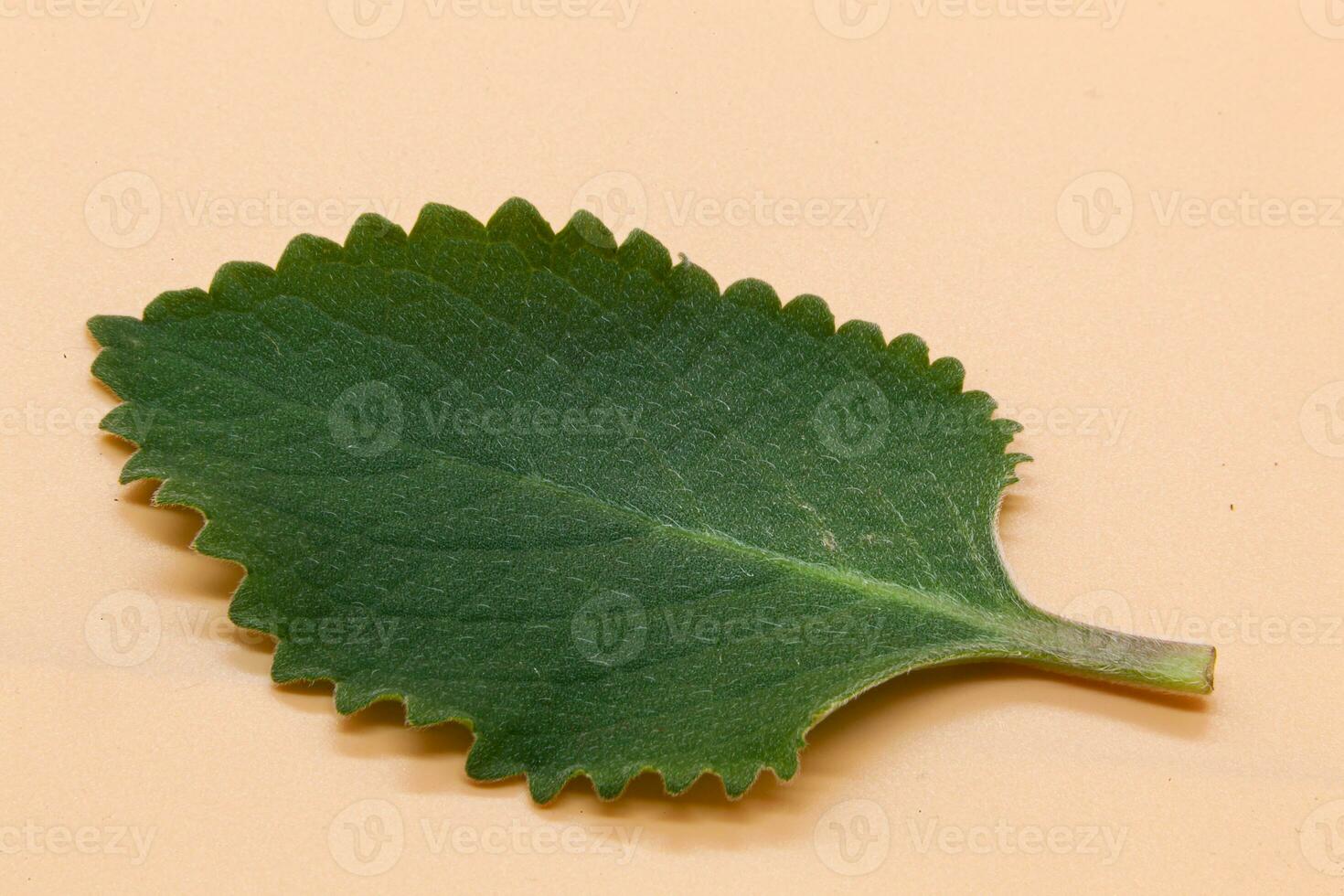 Green mint leaf in flecks on orange background. Macro photography. Photo in high quality.