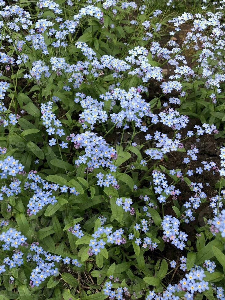 Blooming  flowers blue small forget-me-not, flowers natural background photo