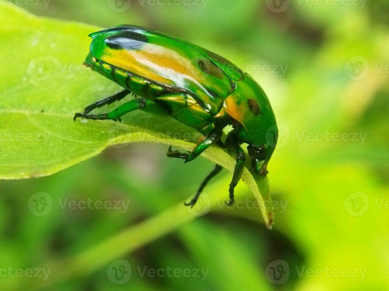 small green insect on a leaf with blur background photo