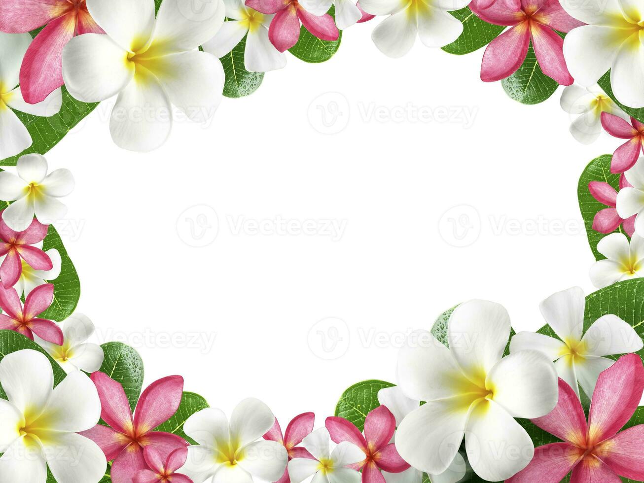 frangipani flower frame on white background photo