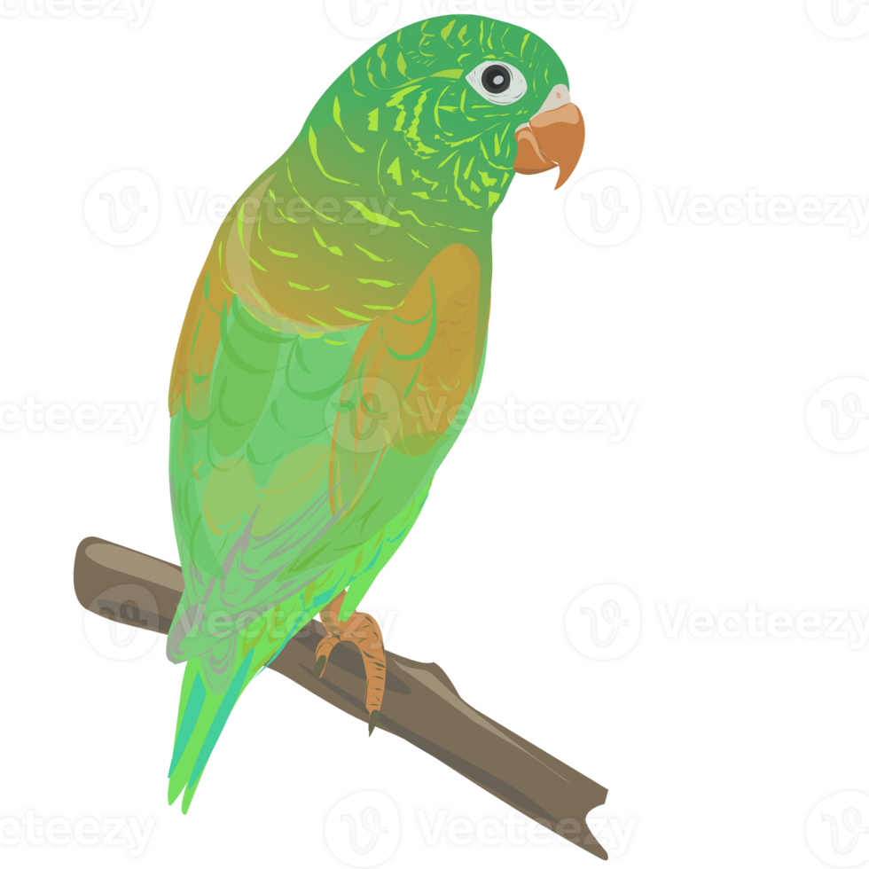 orange channel parakeet png