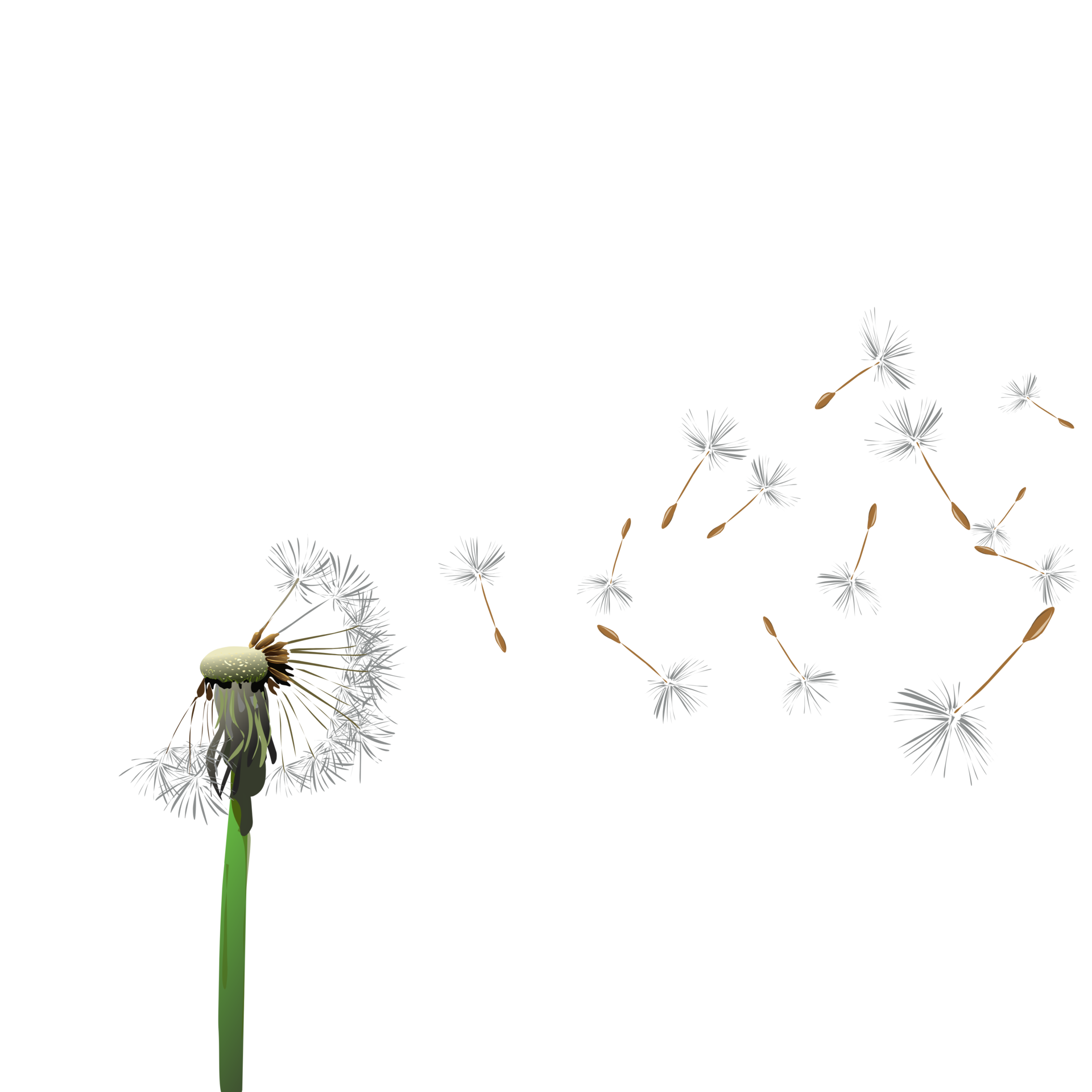 Dandelions flying in the wind 24595725 PNG