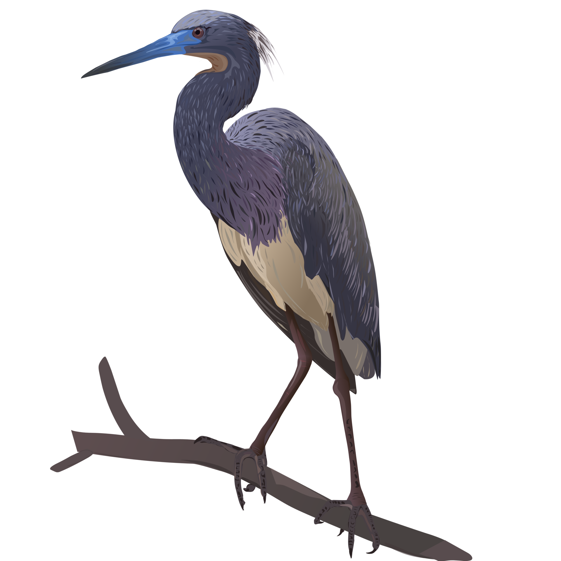 Tricolored heron bird 24595731 PNG