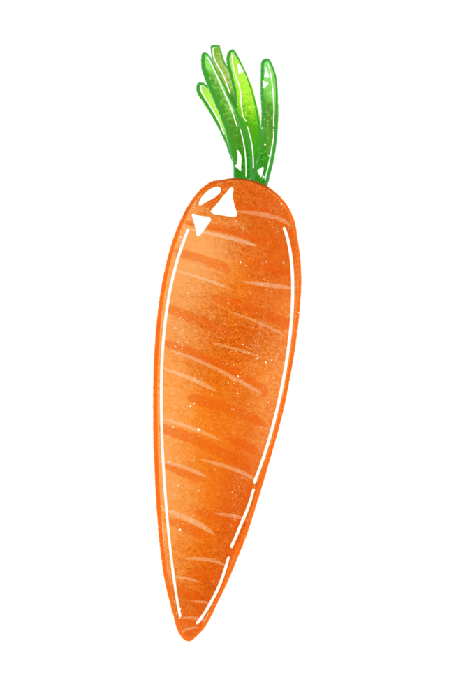 Carrot isolated, carrot illustration, vegetable png
