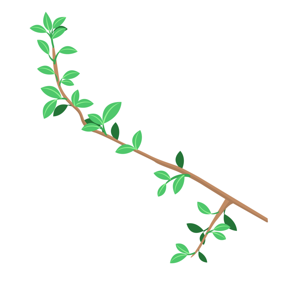 Branch Illustration PNG