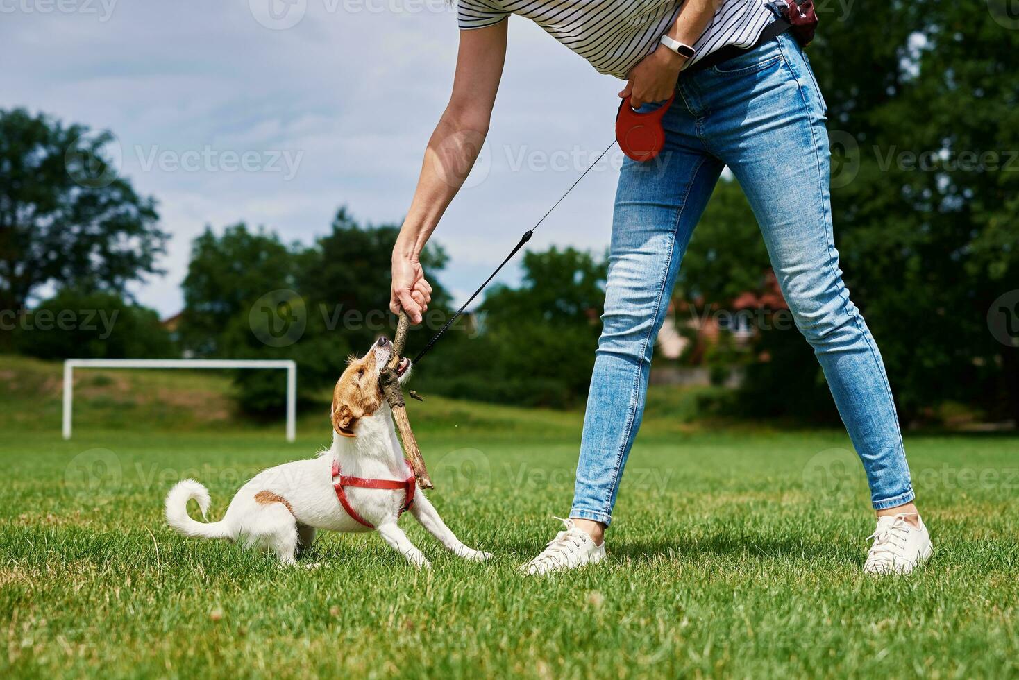 Owner walking dog at green field photo