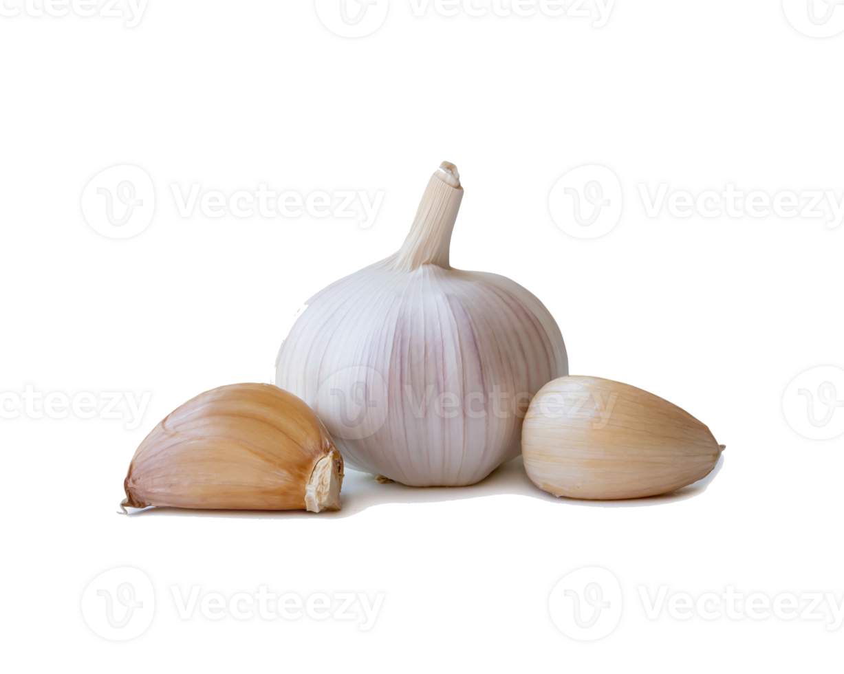 Single fresh white garlic bulb with segments isolated with clipping path and shadow in png file format, Thai herb is great for healing several severe diseases, heart attack