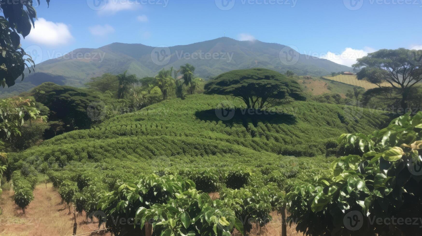 Coffee plantation. Landscape with coffee trees. photo