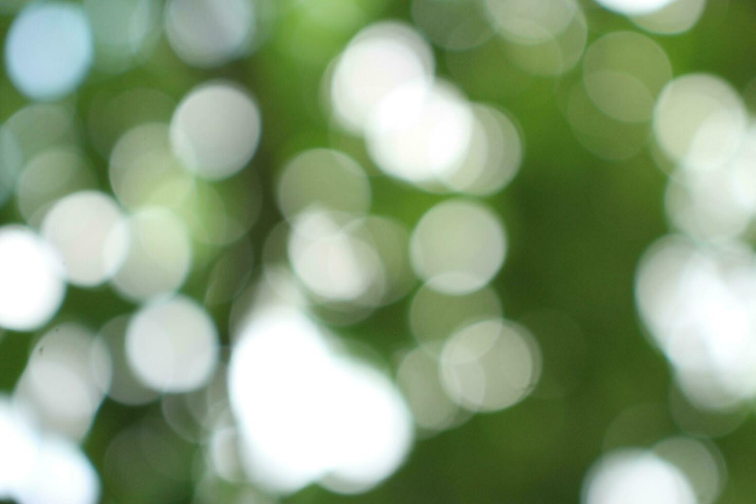 bokeh nice foliage nature green tree, Bright morning sunshine sparkling and bursting through blurry summer green foliage of blooming background photo