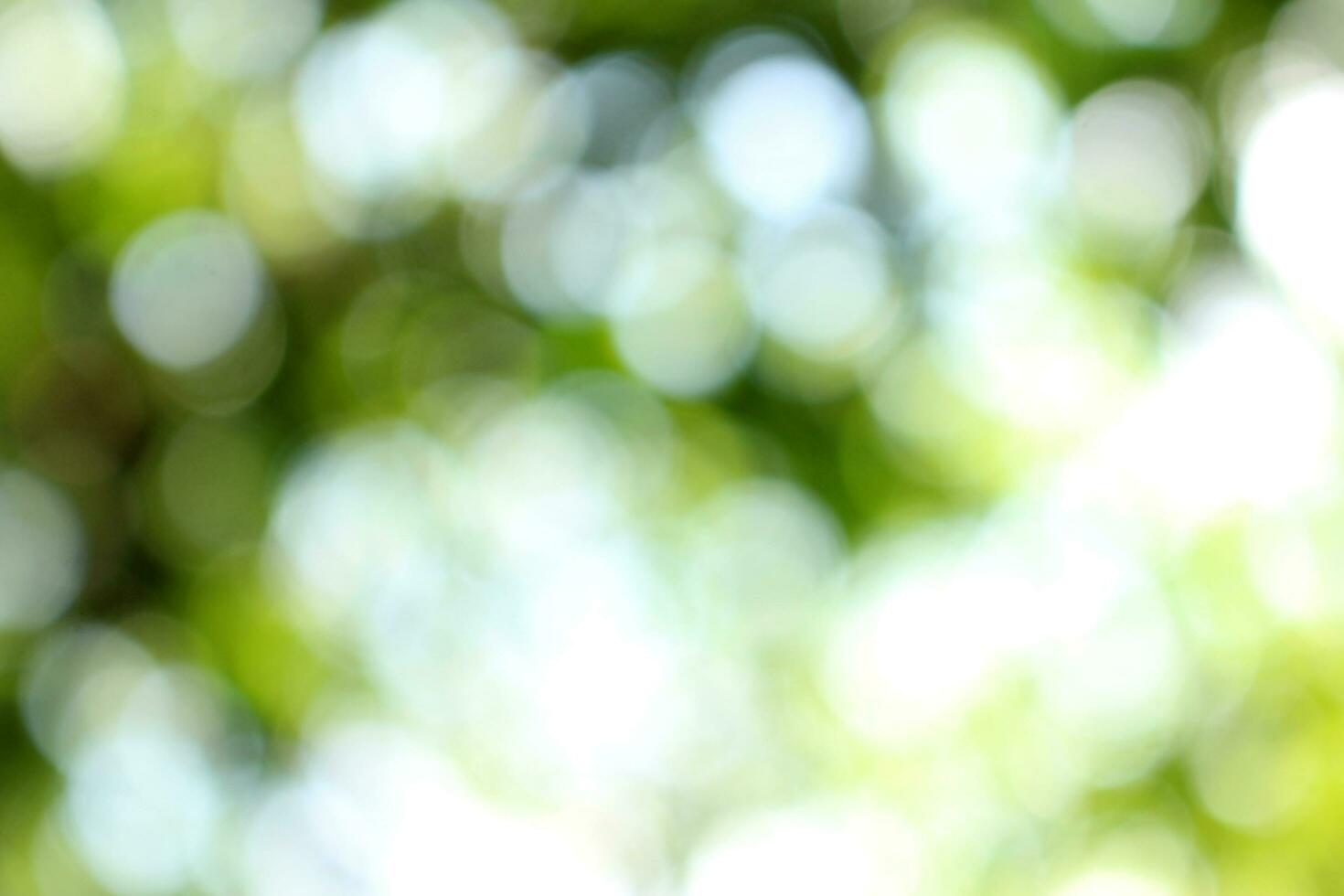 bokeh nice foliage nature green tree, Bright morning sunshine sparkling and bursting through blurry summer green foliage of blooming background photo