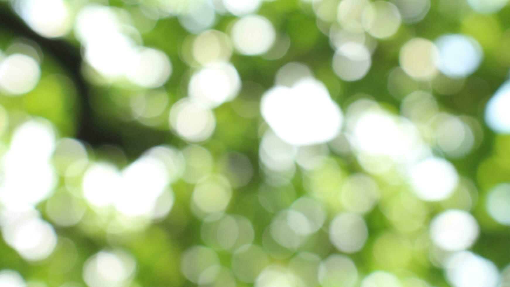 bokeh nice foliage nature green tree, Bright morning sunshine sparkling and bursting through blurry summer green foliage of blooming background photo