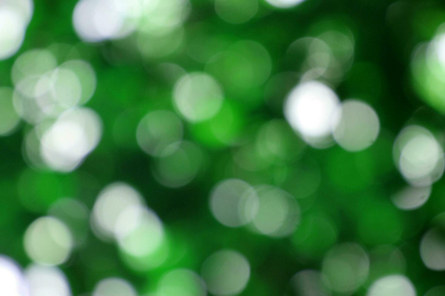 bokeh nice foliage nature green tree, Bright morning sunshine sparkling and bursting through blurry summer green foliage of blooming background photo