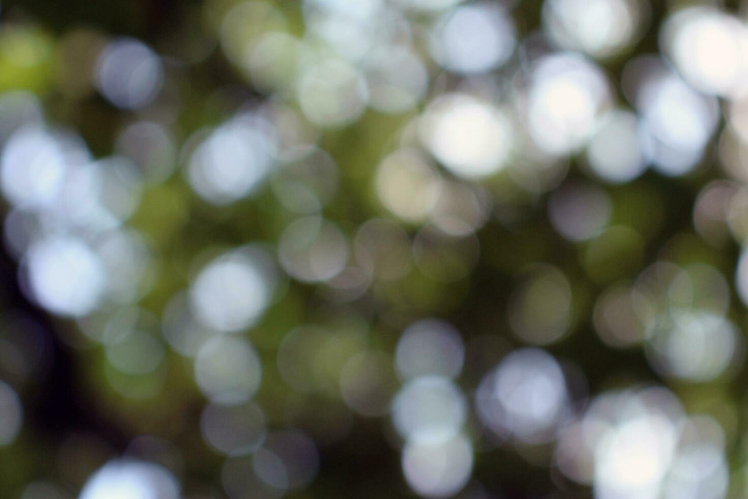 bokeh nice foliage nature green tree, Bright morning sunshine sparkling and bursting through blurry summer green foliage of blooming background photo