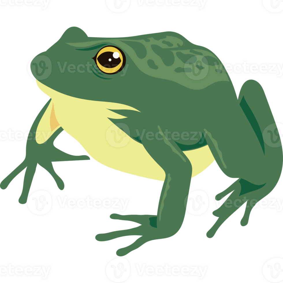 green bull frog amphibian animal png