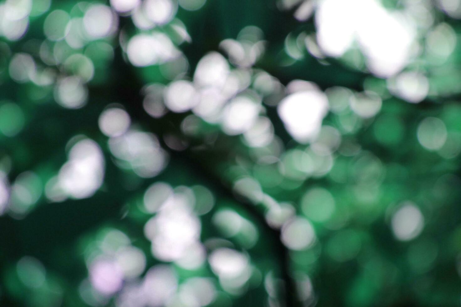 bokeh nice foliage nature green tree, Bright morning sunshine sparkling and bursting through blurry summer green foliage of blooming background photo